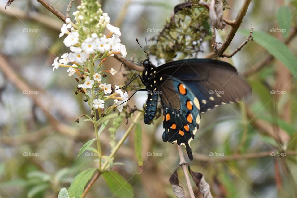 Pretty butterfly on a butterfly bush