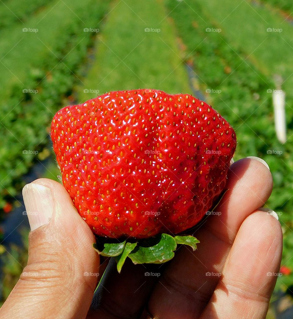 Glimmers: Small Moments of Happiness  - Freshly picked ripe, sweet, juicy strawberry 