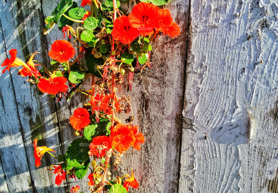 Orange nasturtium flowers bloom against a white picket fence