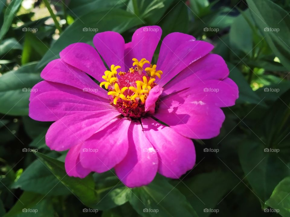 Zinnia