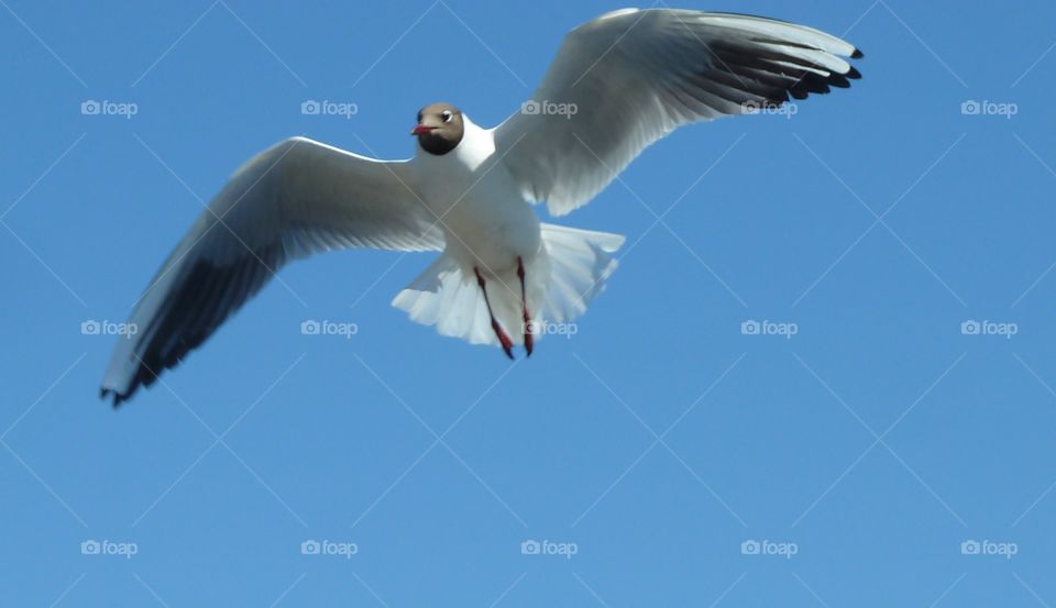 gulls over the river