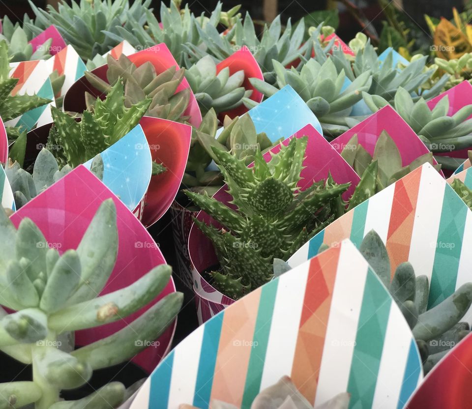 Succulents displayed
