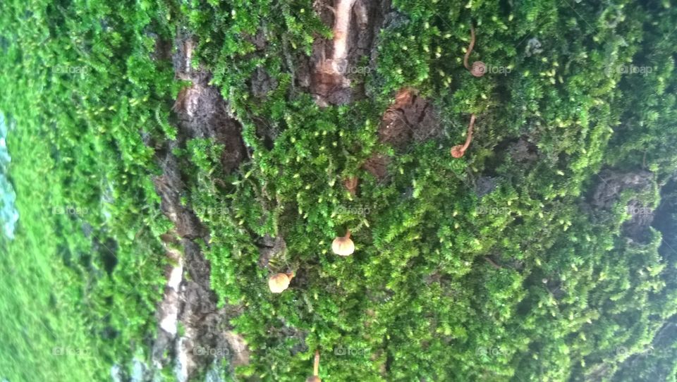 Tree bark and moss 