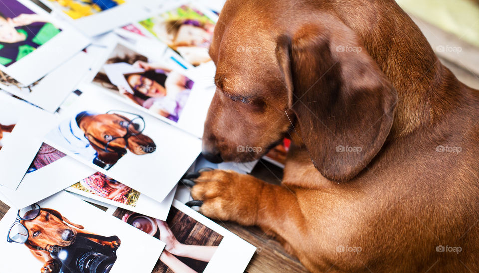 Dog, Pet, Mammal, Canine, Portrait