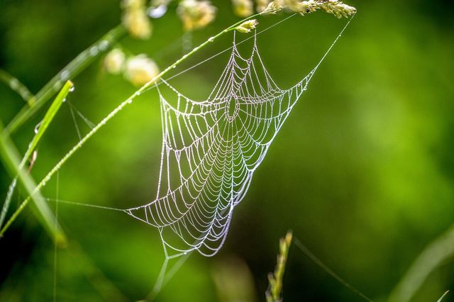 Jeweled Web