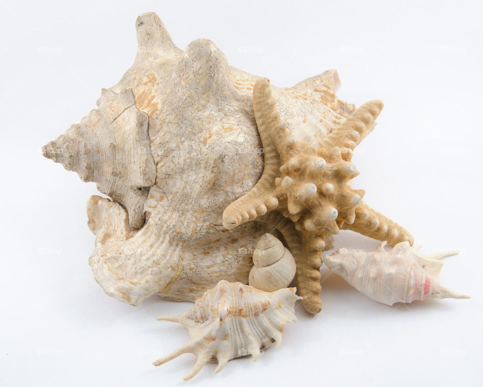 Seashells On White