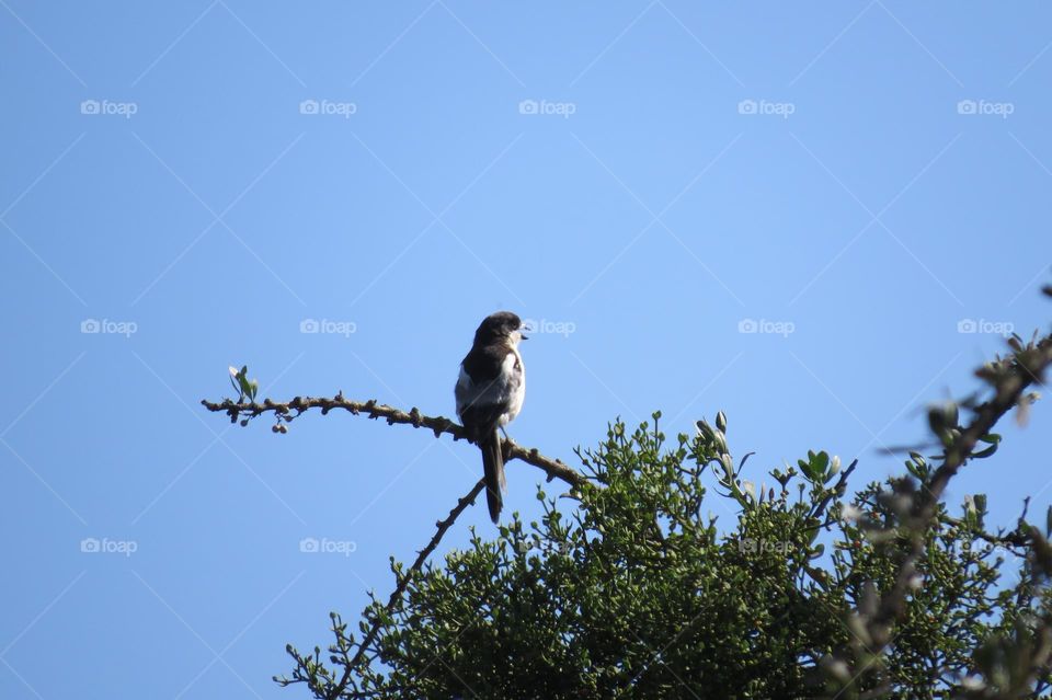 Bird sitting in a tree