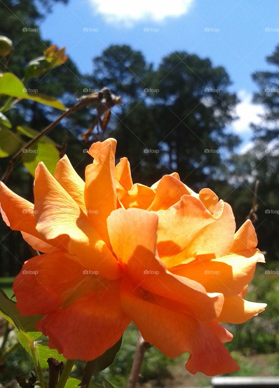 Nature, Leaf, Flower, No Person, Flora