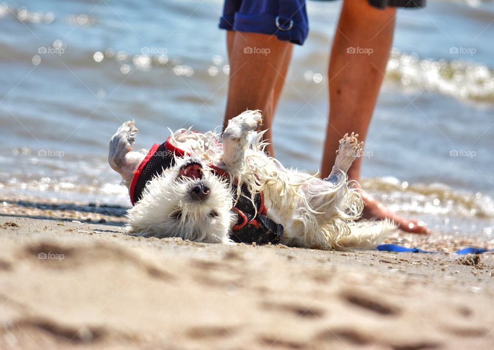 Cute dog being silly on the beach