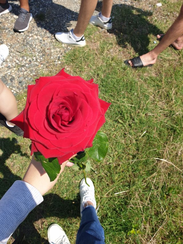 Flowers are the colors of nature.🌹