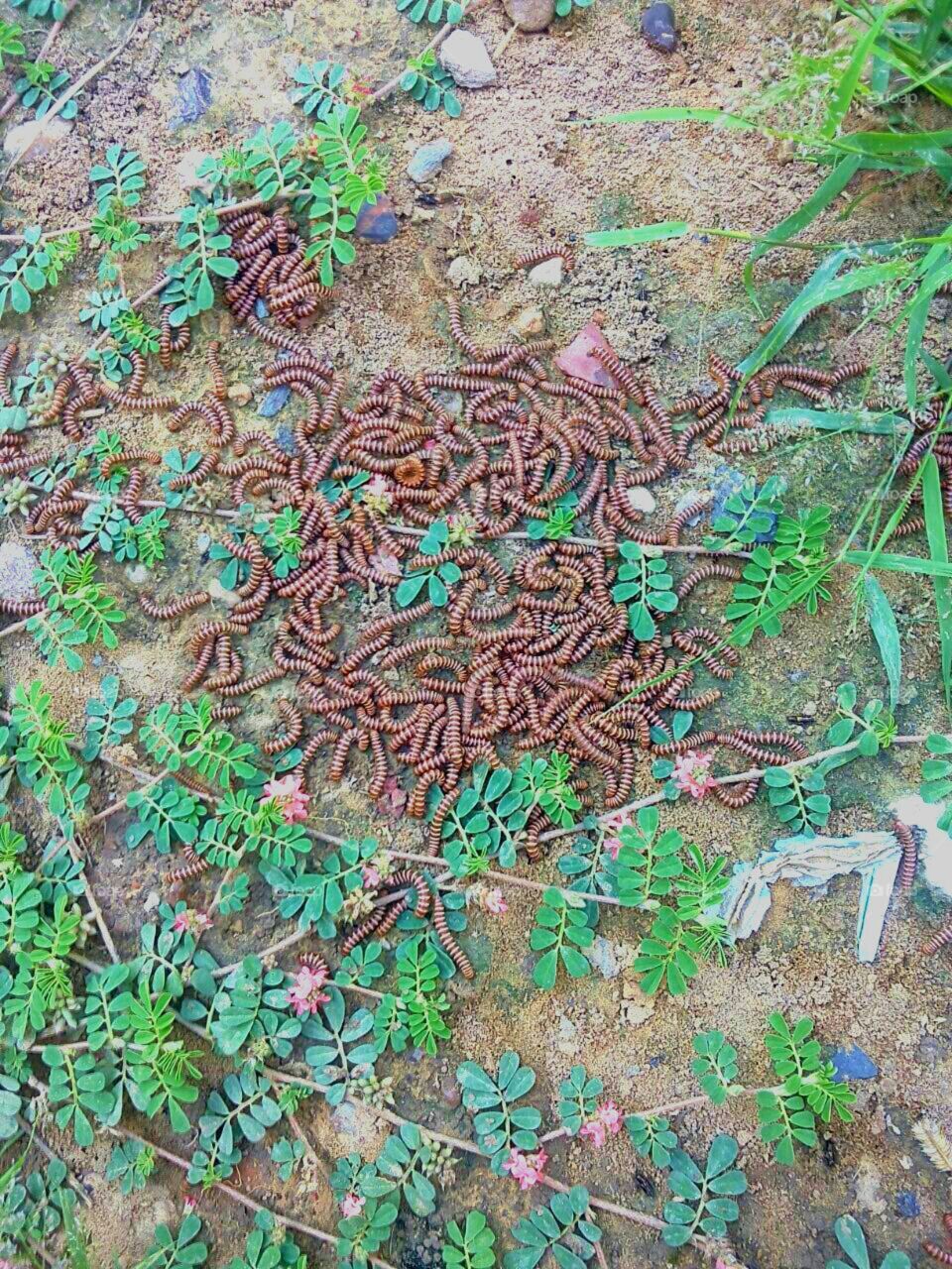 Worms .
