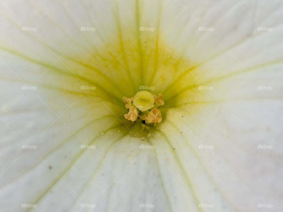 Close-up of Pistil and Stamens in Petunia Flower