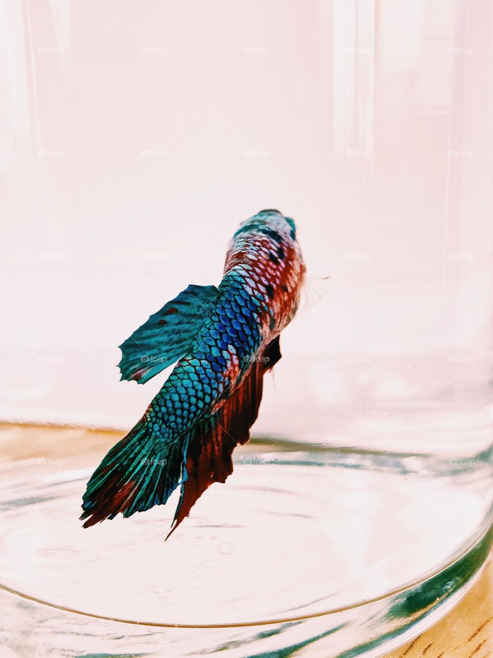 Betta fish