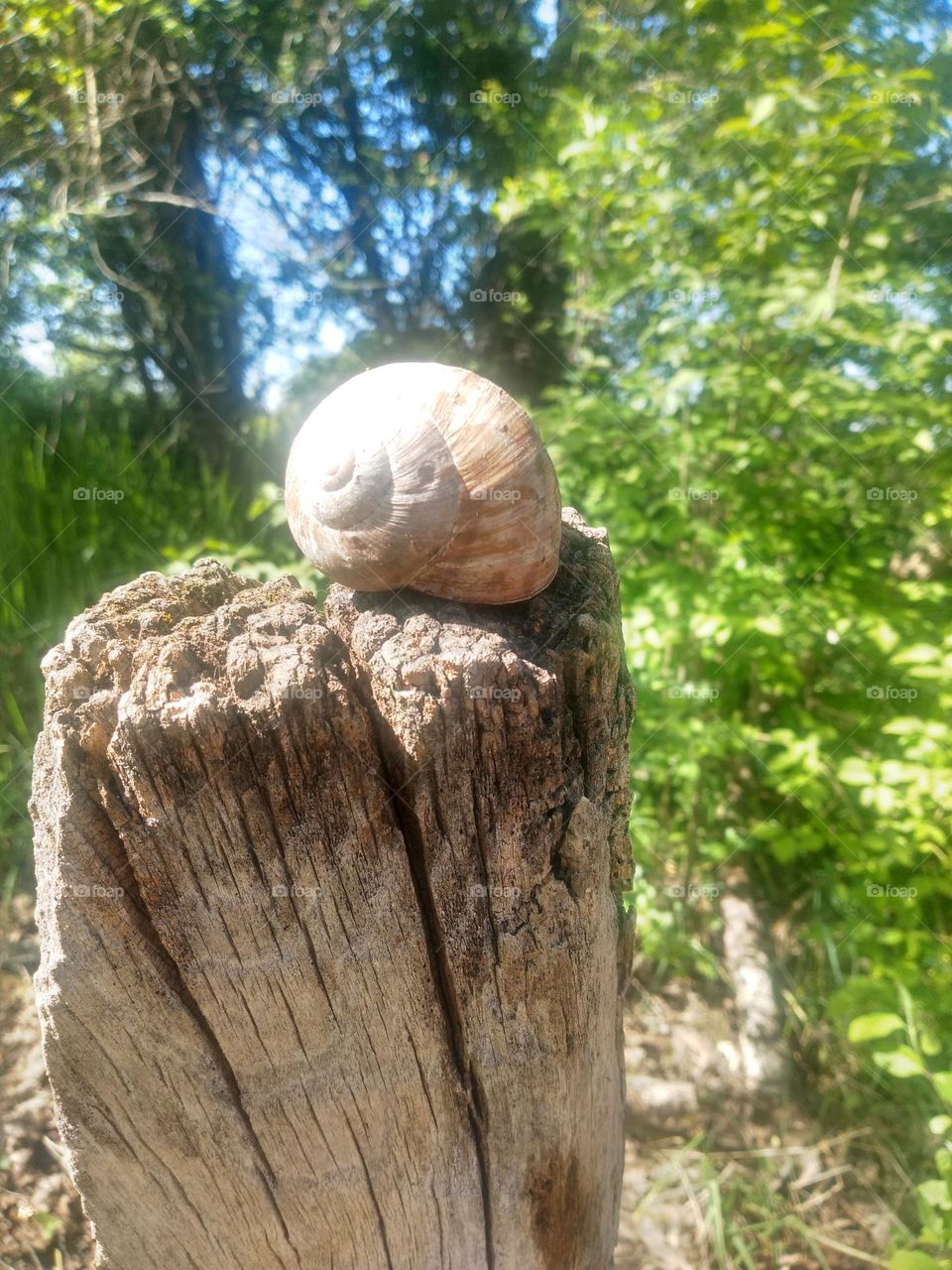 Snail's nest