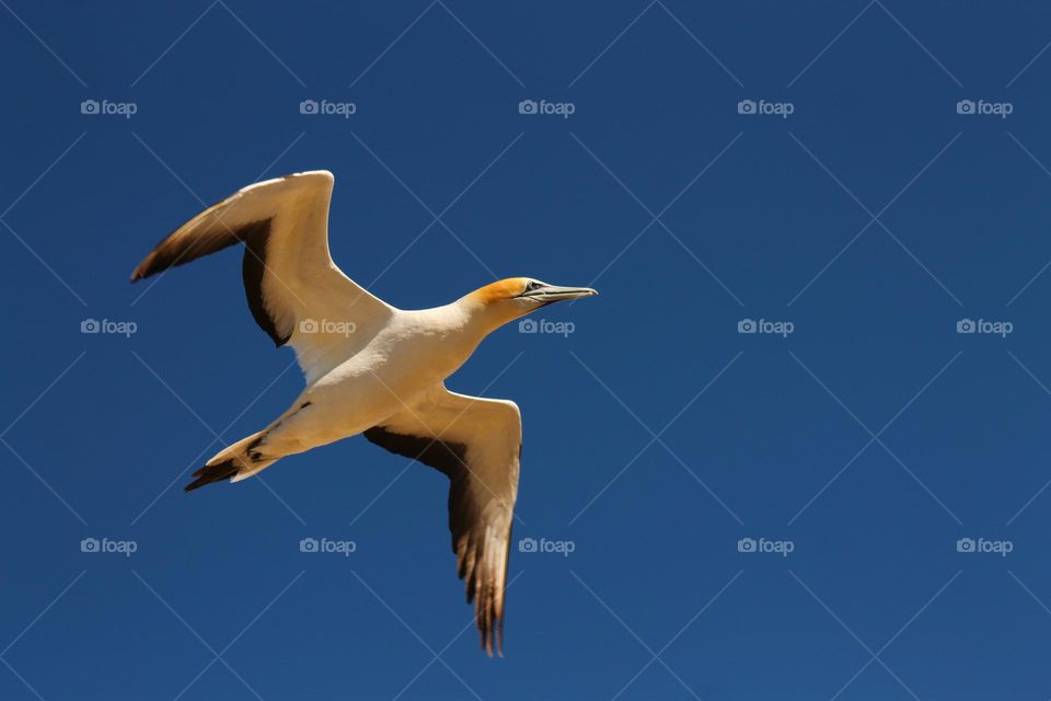 Gannet
