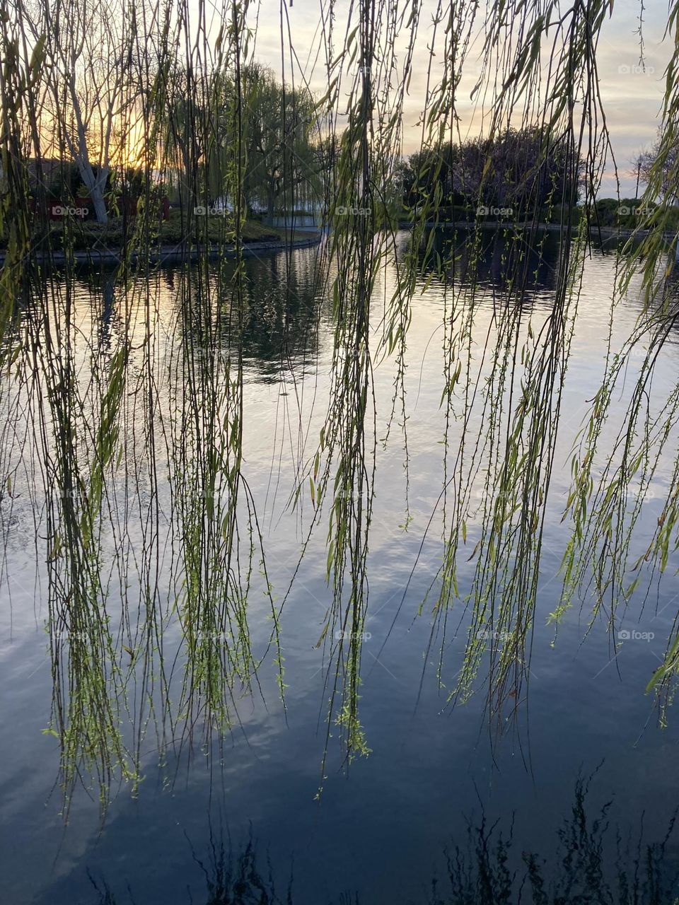 Peering through willow branches at the pond in the evening 