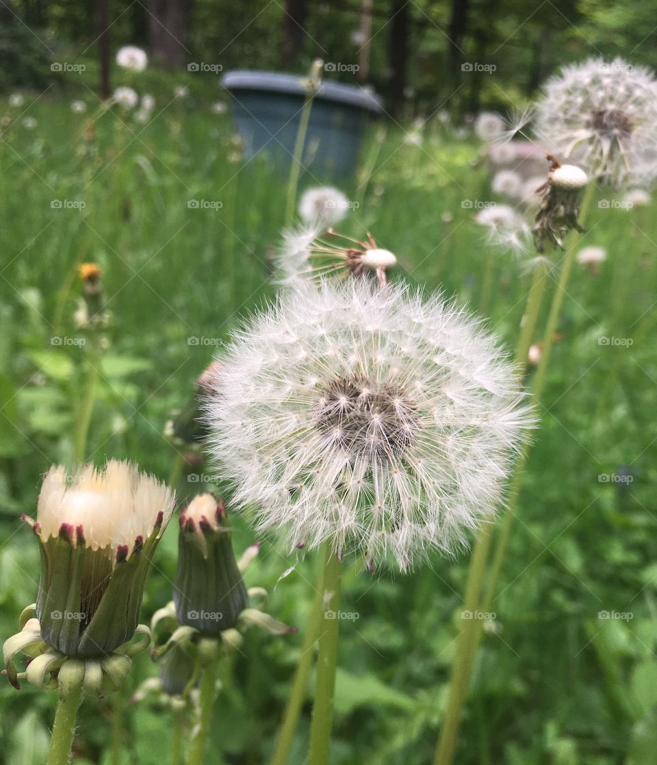 Close up of blooming dandelions getting ready to spread seeds everywhere. 