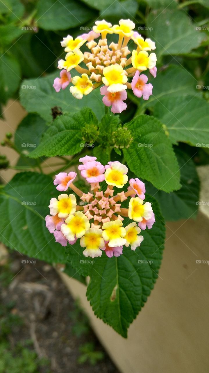 colourful small flowers