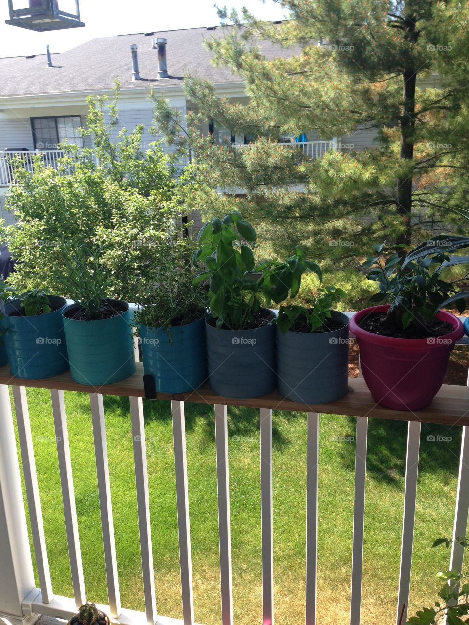My herb garden