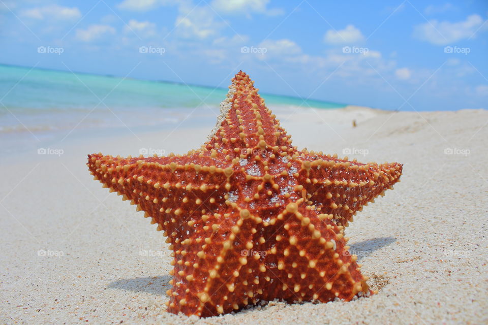 Picture of a starfish on a lovely beach.