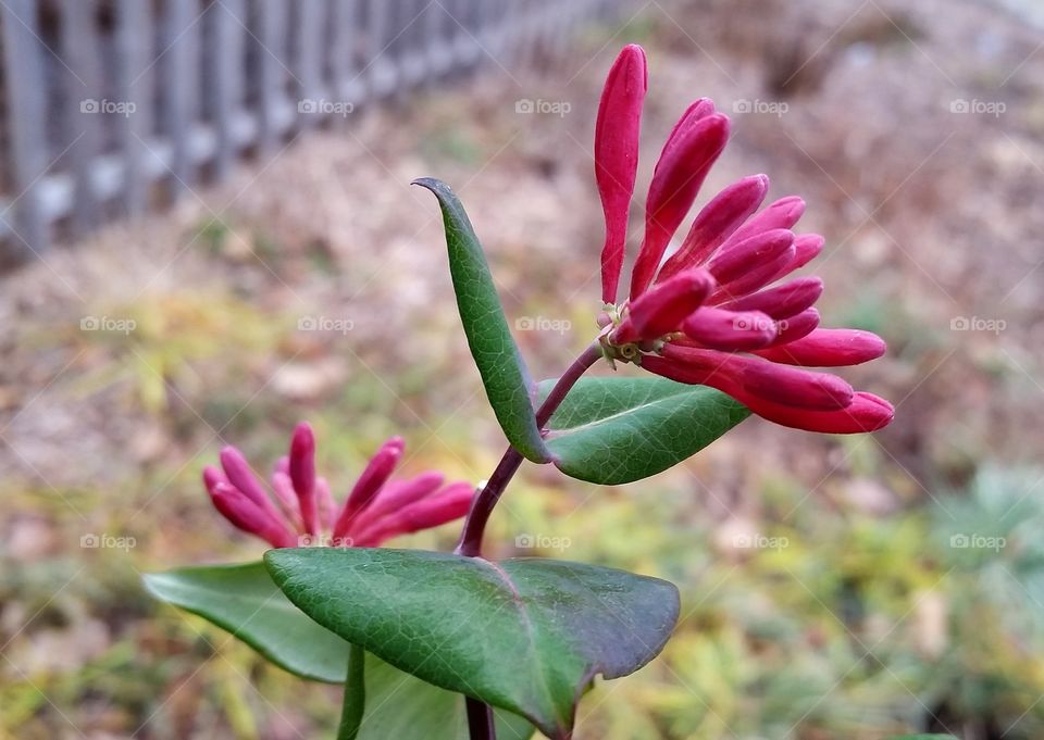 Winter Blossoms