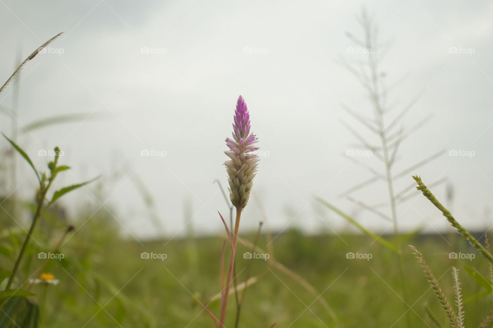 pink flower