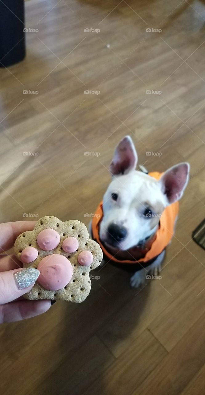 treat time!
