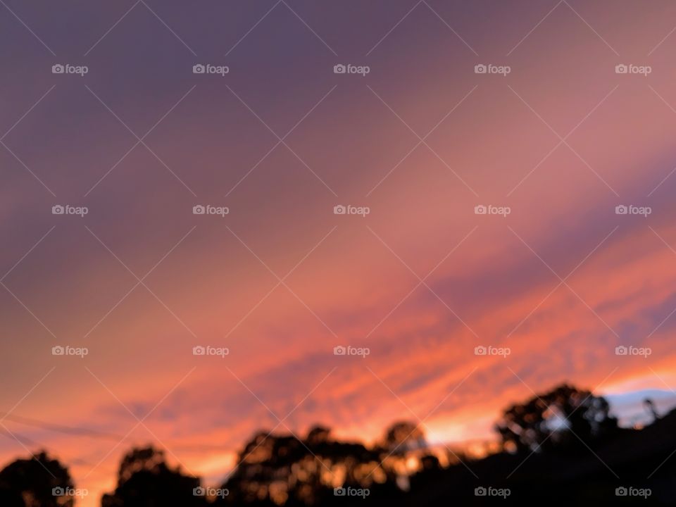 Purple and orange sunset behind the pine trees.