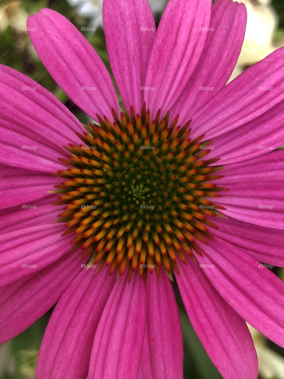 Full frame vibrant pink coneflower 