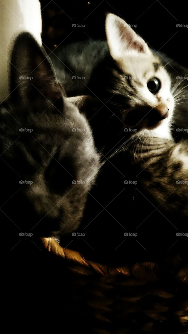 Baby cat relax with his mom