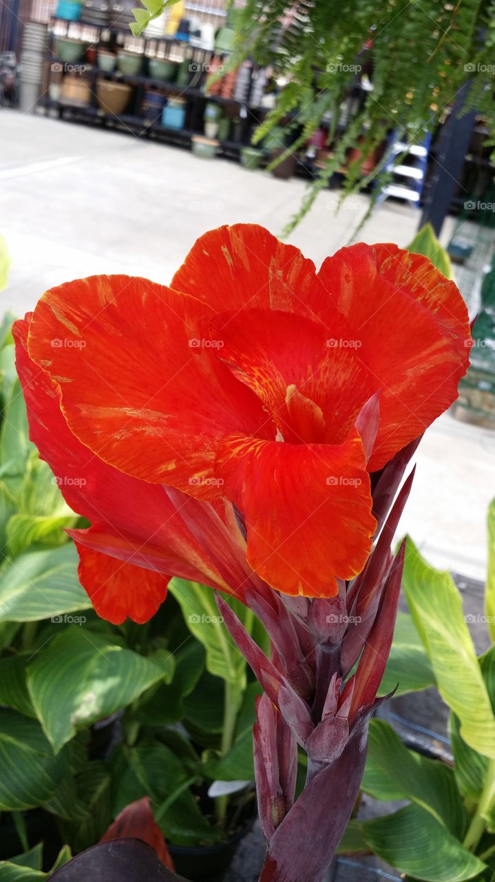 Hawaiian Flower. The perfect way to make you feel tropical