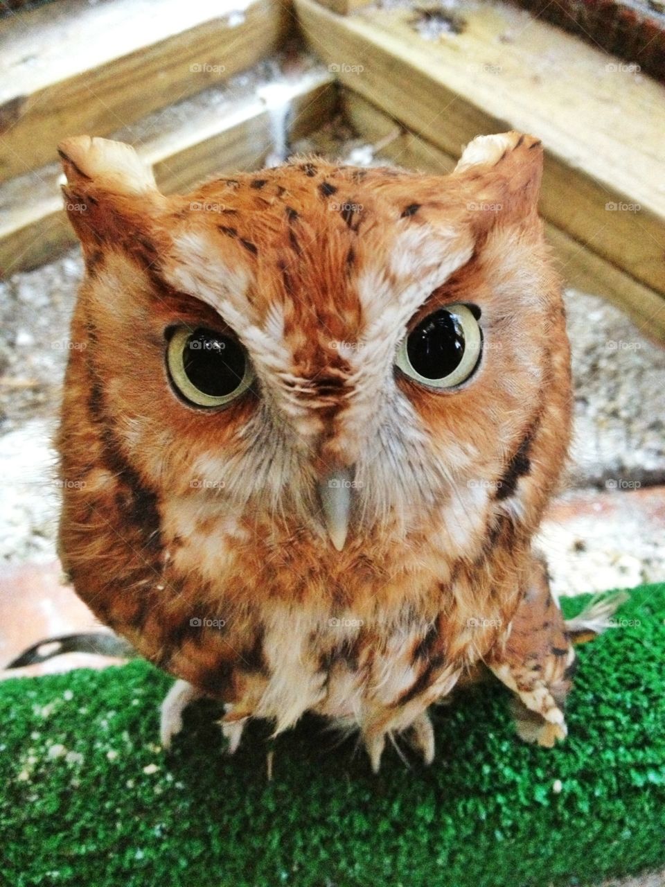 Eastern Screech Owl