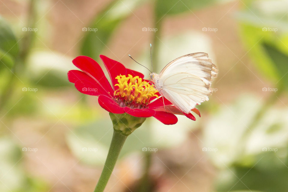 White butterflie at the red flower