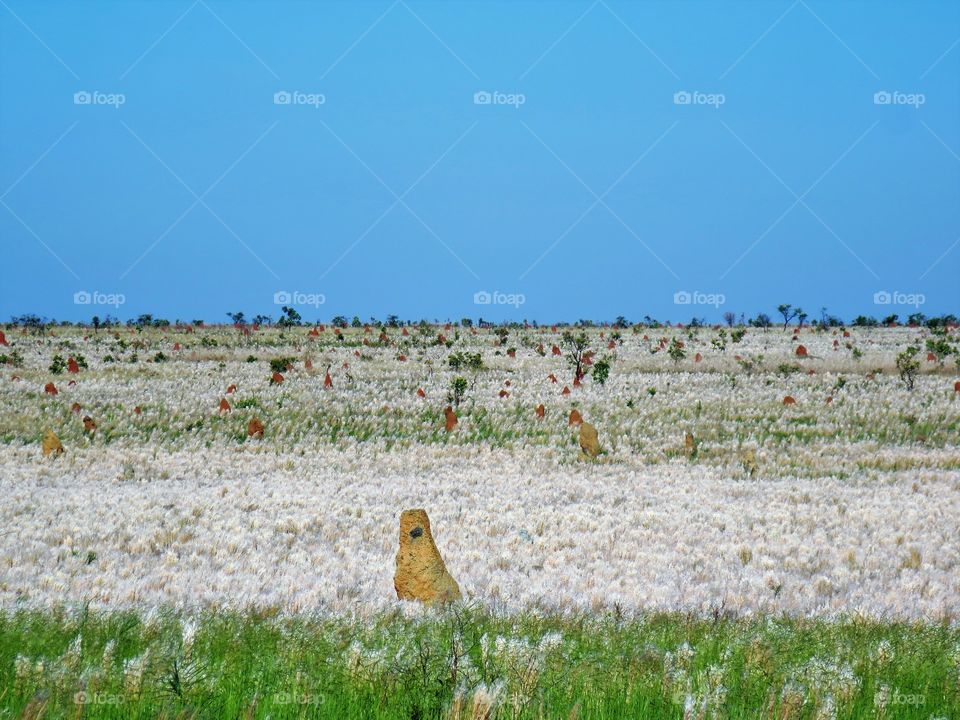 Park of the Emas near Mineiros Brazil