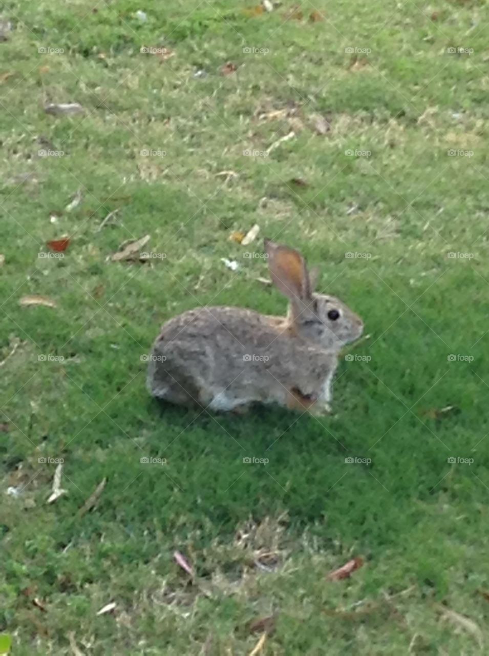 Grass, Rabbit, Cute, Bunny, Nature