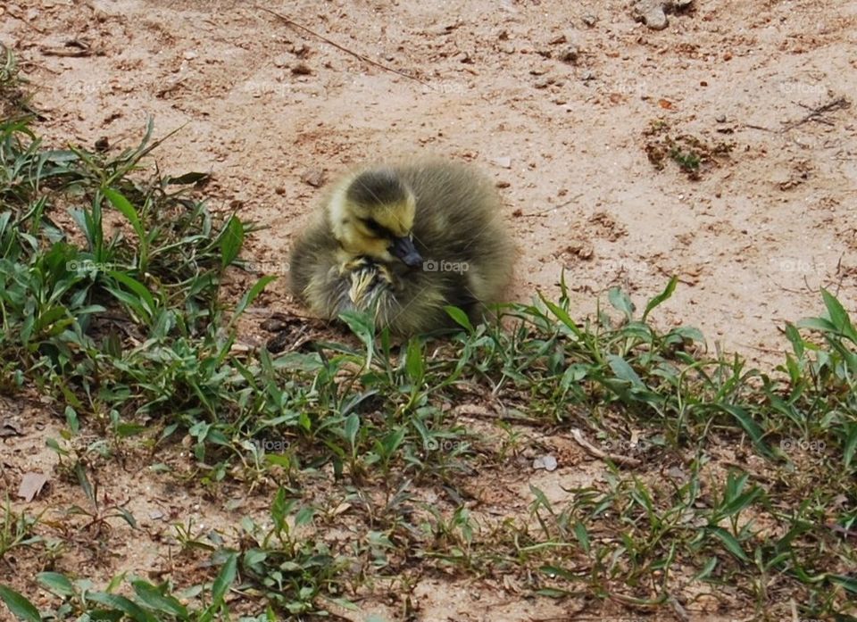 Duckling  Canadian goose