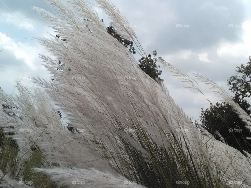 If you look carefully at the white flowers of the grass waving in the air, it seems like they have reached the jannat.