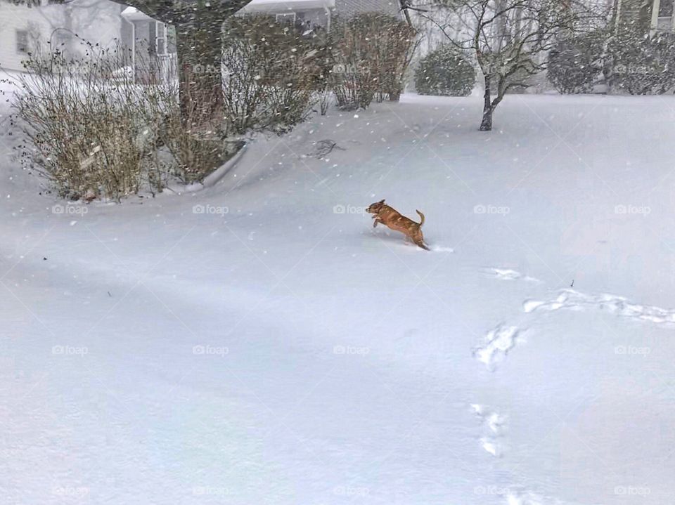 Knox is loving the snow 