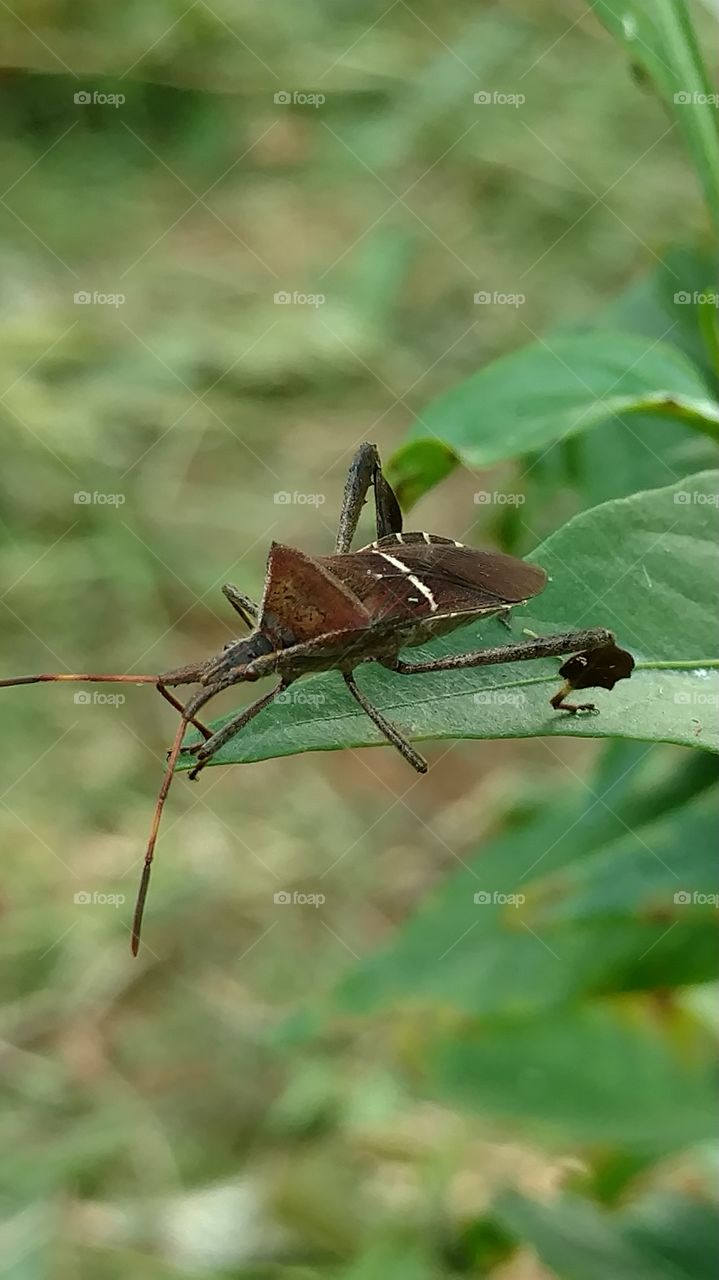 Insect, Nature, Invertebrate, Wildlife, Animal