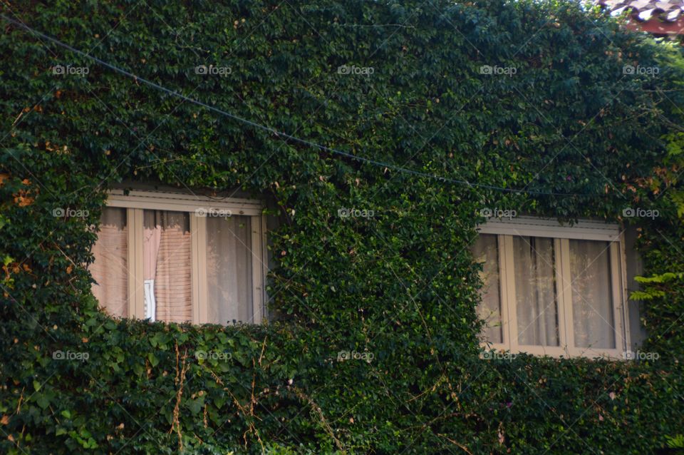 Window whit plants