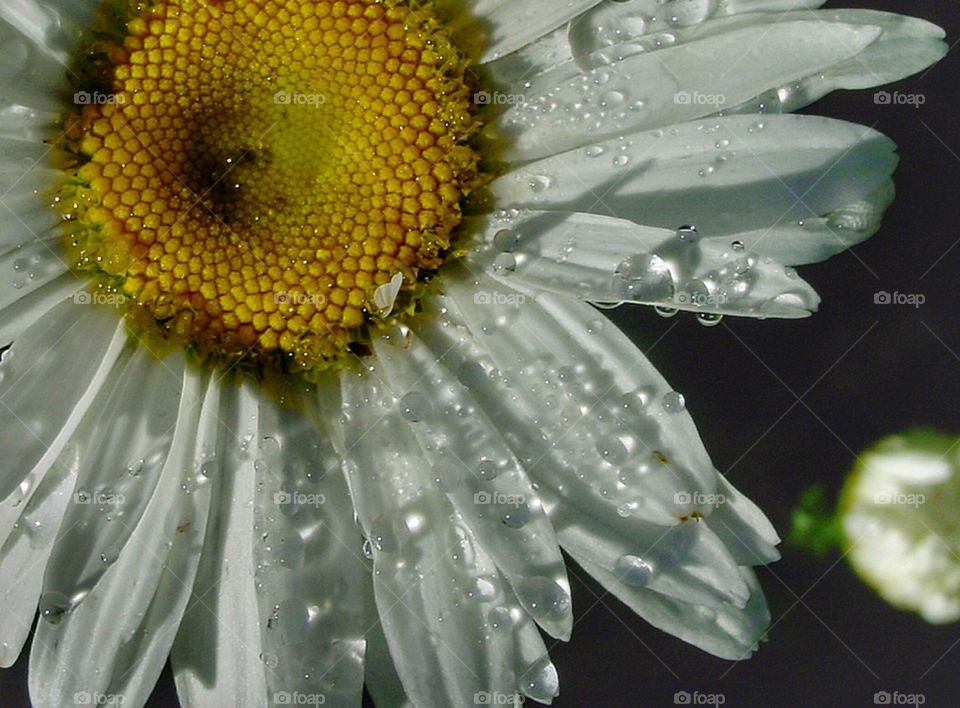 Rainy daisy