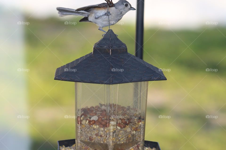 bird on bird feeder