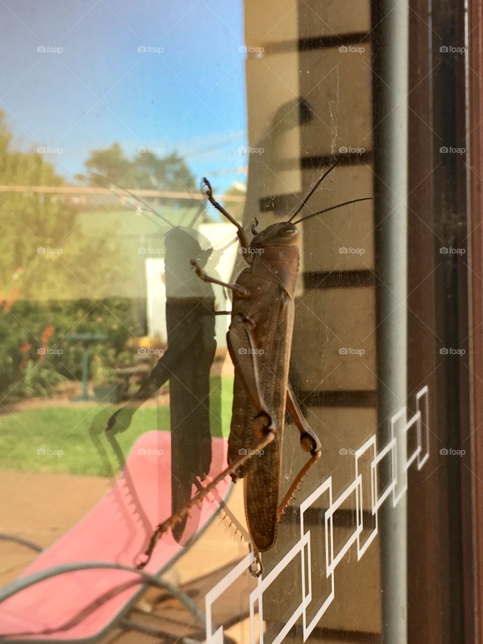 Outdoor image of large grasshopper attaching itself to window