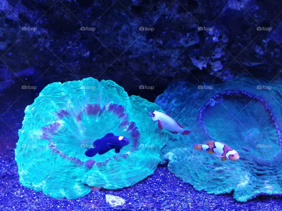 море кораллы аквариумистика