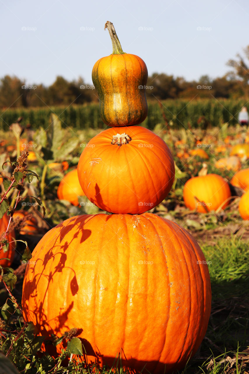 A stack of orange pumpkins