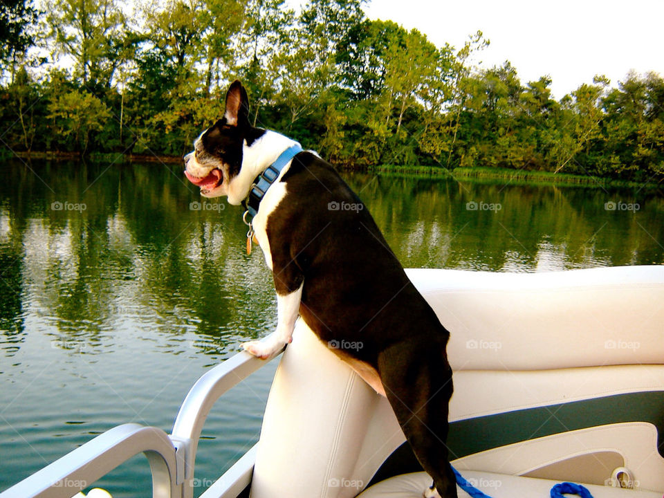 Boston terrier on boat