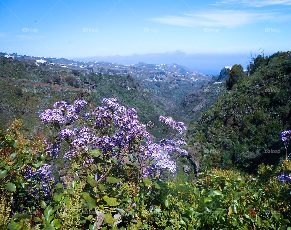 Purple flowers o