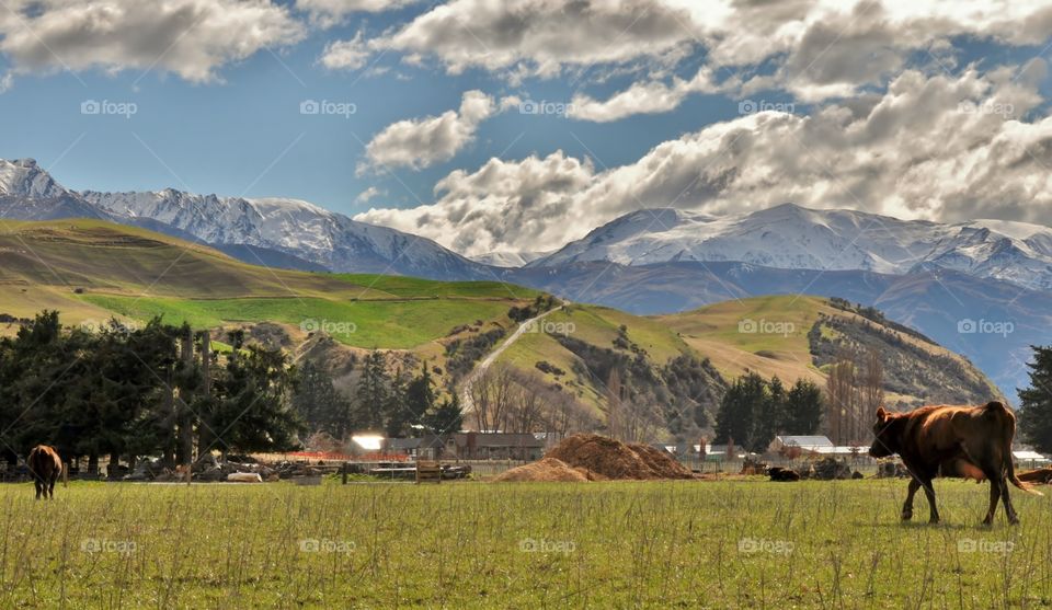 Cow grazing in grass