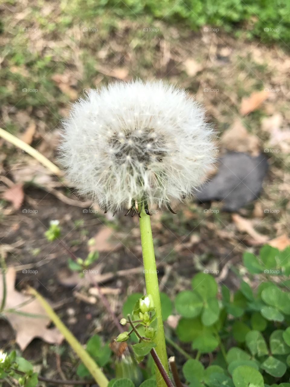 Dandelion 