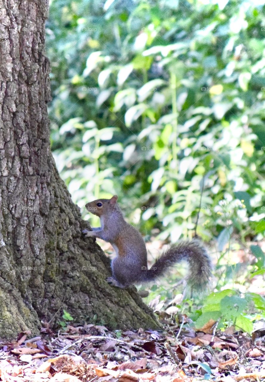 Squirrel climbing on tree trunk